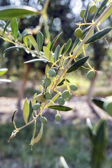 Sunlit close-up of ripe olives hanging from a branch, set against a blurred, sun-dappled background. Highlights the natural beauty of olive cultivation and growth