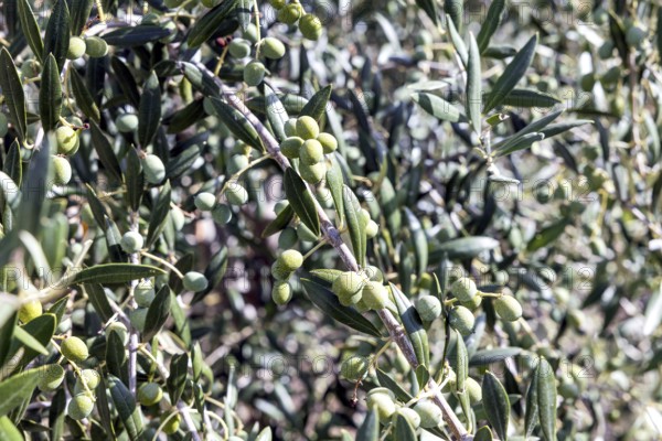 Close-up of an olive tree branch laden with green olives, basking in sunlight. The vibrant leaves and fruits evoke a Mediterranean ambiance