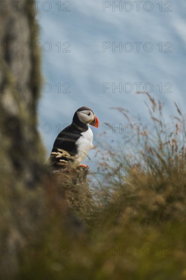 Discover a vibrant puffin, Fratercula arctica, amid Norway's rugged coastal landscape Perfect for nature lovers, it embodies the wild charm of outdoor trekking and camping adventures