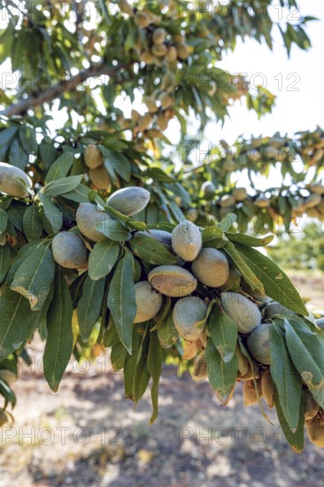 Close-up of an almond tree branch laden with ripening almonds, surrounded by lush green leaves. Sunlight filters through, highlighting the natural growth in an orchard