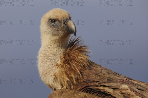 A detailed close-up of a Griffon Vulture, showcasing its piercing eyes and textured plumage with a soft blue sky background