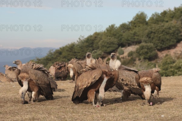 A group of Griffon vultures gathers around carcass remains in a nature reserve, backdropped by distant mountains