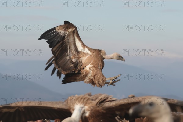 A Griffon vulture prepares to land, wings beautifully extended near a flock of Vultures, with a clear blue sky and distant mountains behind