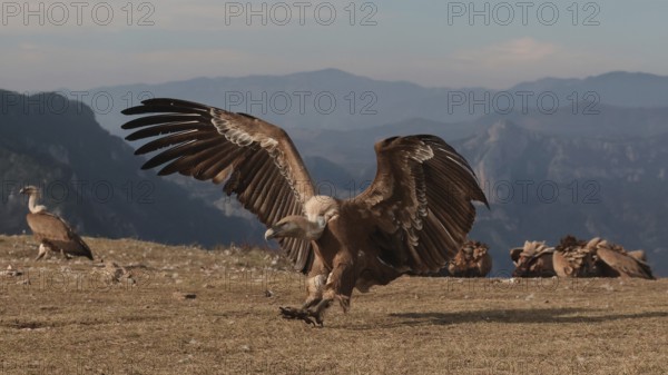 A powerful Griffon vulture descends onto a rocky mountain top, its massive wings fully extended amidst a scenic background with flock of vultures