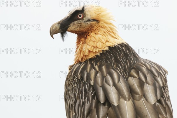 A striking bearded vulture proudly displays its mature plumage amidst the stunning landscape of the Pyrenees