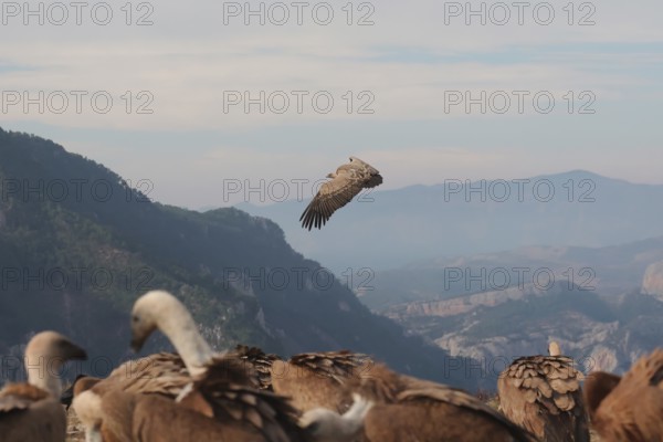 A Griffon vulture flies majestically above a mountain range, with other vultures in the foreground, set against a scenic backdrop