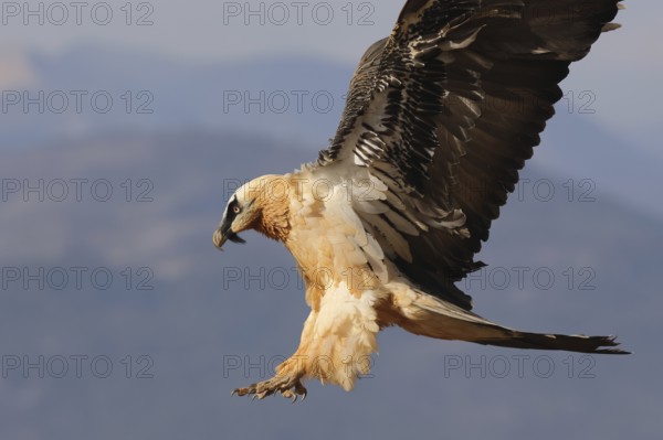 A bearded vulture soars majestically over the Pyrenees. With wings spread wide, the bird showcases its impressive adult plumage against the mountainous backdrop