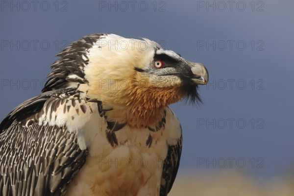 A striking close-up of a bearded vulture highlights its piercing red eyes, intricate feather patterns, and distinctive black beard against a deep blue sky in the Pyrenees