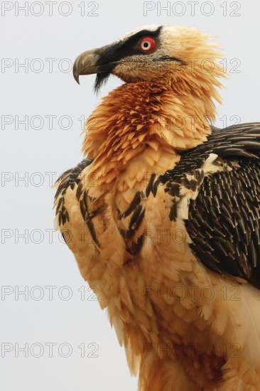 A bearded vulture stands tall, displaying its rich golden plumage, piercing red eyes, and signature black beard. The detailed close-up highlights its fierce and majestic presence in the wild