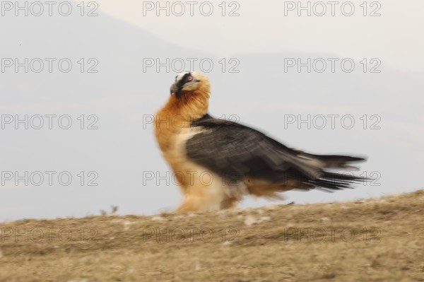 A majestic bearded vulture captured in motion in the Pyrenees, displaying its striking plumage. This impressive bird, a symbol of the wild, soars through its natural habitat