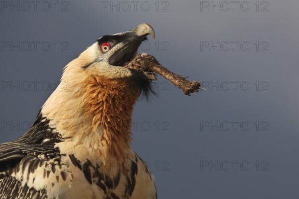 A captivating image of a subadult bearded vulture, known for its striking appearance and bone-eating habits, in the Pyrenees. It showcases its powerful beak gripping a bone