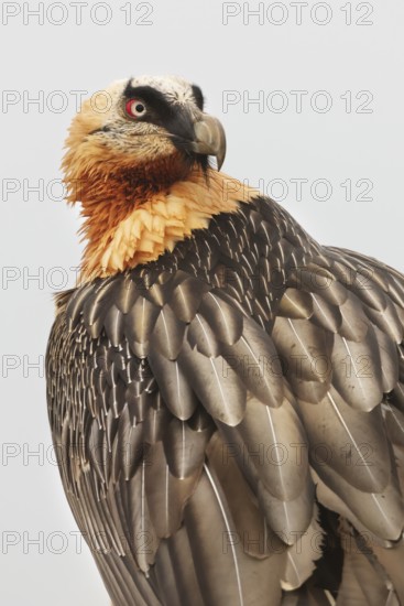 A bearded vulture gazes intently, showcasing its piercing red eyes and intricate feather patterns. The detailed close-up highlights its majestic presence and striking plumage against a soft background