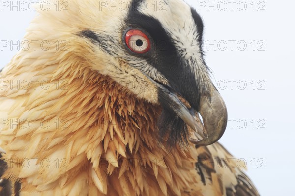 A striking close-up of a bearded vulture displaying its vibrant plumage in the Pyrenees. The bird's intense gaze and detailed features are captured beautifully