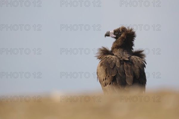 A majestic Cinereous vulture perched elegantly in a field, its rich brown plumage contrasting beautifully against the soft blue sky