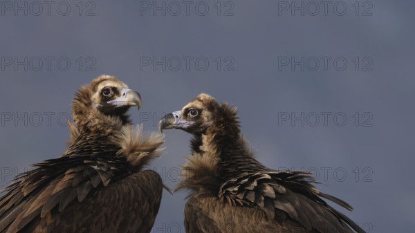A close-up image capturing two cinereous vultures engaged in a social interaction, set against a soft-focus background