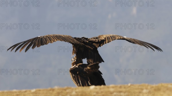 A majestic pair of cinereous vultures displays their wide wingspan against a clear blue sky, showcasing its powerful flight muscles and feather details