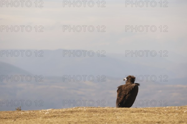 A solitary Cinereous vulture stands majestically on a grassy hill, overlooking vast mountain ranges under a clear sky