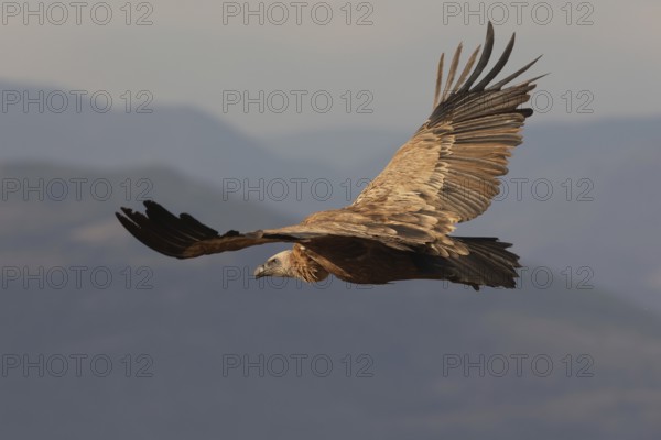 A Griffon Vulture soars gracefully with its expansive wings fully spread against a serene sky backdrop, showcasing its powerful flight and striking plumage details
