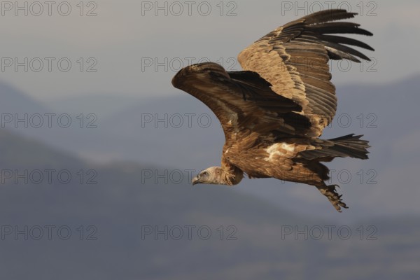 A Griffon vulture, captured in mid-flight with wings fully extended, soars against a muted sky backdrop, showcasing its majestic span and detailed plumage