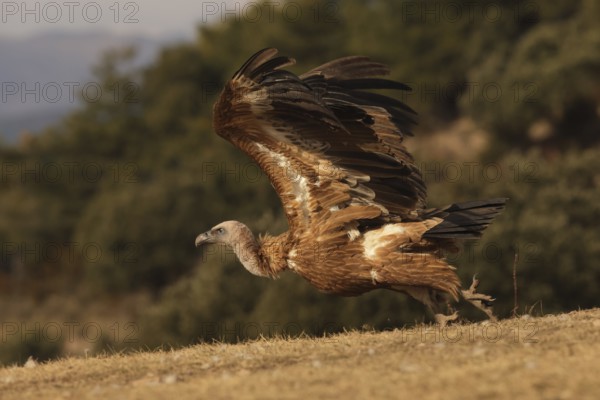 A majestic Griffon vulture prepares for flight, spreading its broad wings against a backdrop of trees and open skies, showcasing the powerful beauty of this large raptor