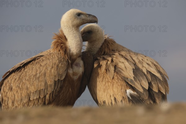 A close-up image capturing a tender moment between two Griffon vultures as they affectionately nuzzle each other, set against a soft, gray backdrop