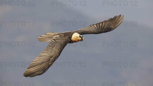 A bearded vulture soars gracefully against a clear Pyrenees backdrop. Its wings fully extended, showcasing distinctive orange and black plumage in stunning detail