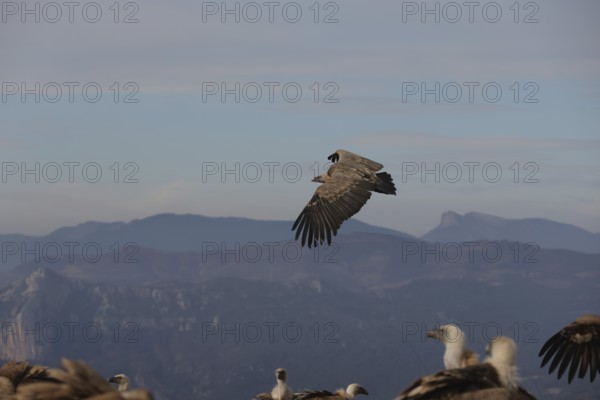 A Griffon Vulture soars with wings fully extended over a scenic mountain range, with soft sky and fellow vultures below