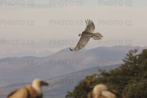A majestic bearded vulture soars over the picturesque Pyrenees mountains. The landscape showcases the bird's impressive wingspan against a serene sky, capturing nature's beauty