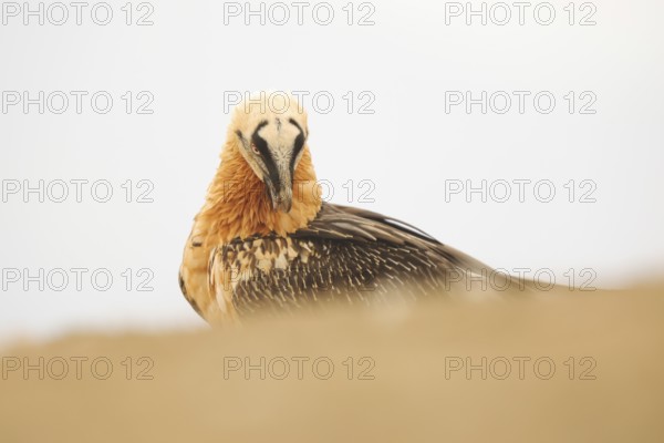 A bearded vulture peers intently over a sandy ridge, its red eyes and intricate plumage standing out against the soft, muted background. A captivating moment of stillness in the wild