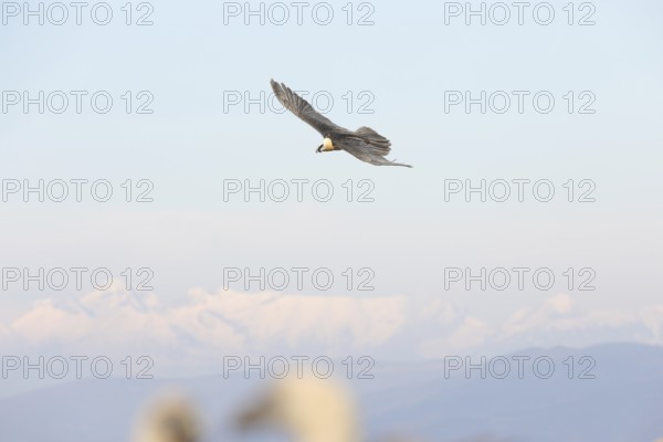 A bearded vulture soars gracefully against the backdrop of the stunning Pyrenees. Its powerful wings and striking plumage make a captivating scene in the vast sky