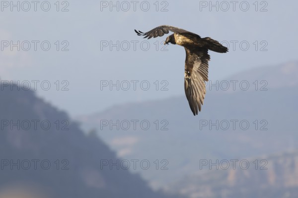 A majestic young bearded vulture glides through the Pyrenees mountains. Bathed in sunrise light, the bird displays its striking plumage against a scenic backdrop of peaks and sky
