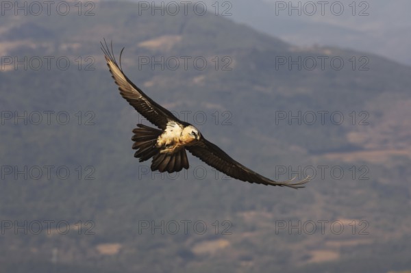 A captivating image of a bearded vulture in flight over the scenic Pyrenees mountains. The bird's impressive wingspan and striking plumage are showcased against the backdrop of rolling hills