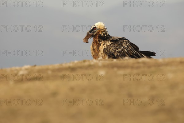A majestic bearded vulture showcasing its stunning plumage, perched in the rugged landscape of the Pyrenees. Captures the essence of wildlife in its natural habitat