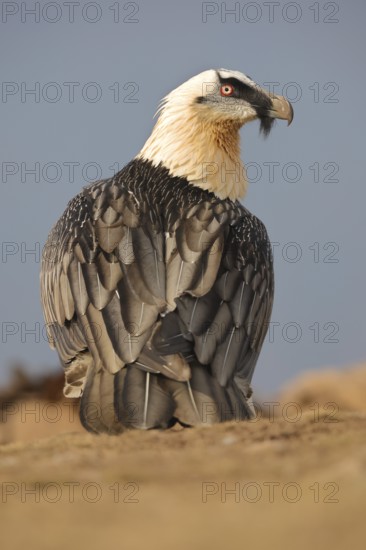 A majestic subadult bearded vulture with striking plumage stands proudly amid the rugged beauty of the Pyrenees, showcasing its powerful presence and distinctive features