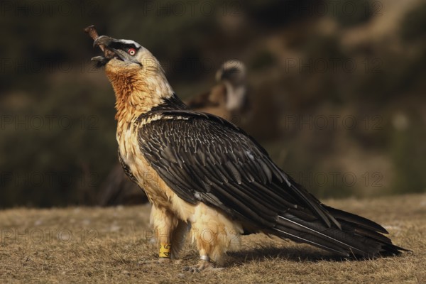 A bearded vulture stands proudly with a bone in its beak, showcasing its specialized diet. Its sharp red eyes and intricate plumage contrast with the blurred background of rugged terrain