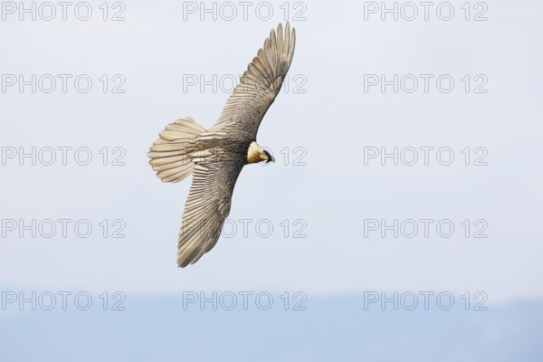 A bearded vulture glides gracefully over the Pyrenees, showcasing its impressive wingspan. This magnificent bird, known for its striking plumage, thrives in mountainous terrains
