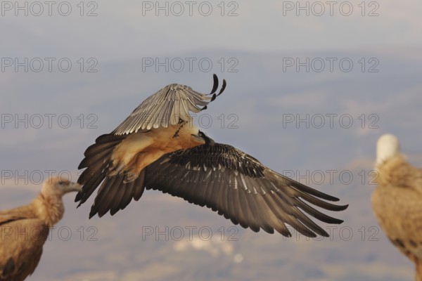 A magnificent bearded vulture with distinctive plumage glides gracefully over the Pyrenees landscape, surrounded by other birds, showcasing the natural beauty of this majestic region