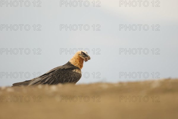 A bearded vulture sits on open ground, gripping a small bone in its beak. The soft, muted background highlights its striking plumage and the bird's specialized scavenging behavior