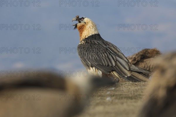 A bearded vulture stands proudly with a bone in its beak, showcasing its unique feeding behavior. The blurred foreground and rugged mountain backdrop enhance the dramatic scene