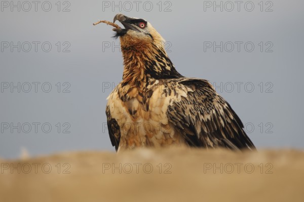 A magnificent subadult bearded vulture captured in the Pyrenees, showing its striking plumage and powerful gaze. The bird holds a bone in its beak, showing its natural behavior