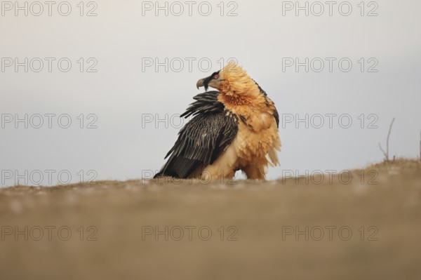 A bearded vulture with striking plumage stands proudly in the Pyrenees, showcasing its majestic presence against a serene backdrop that highlights its distinct features