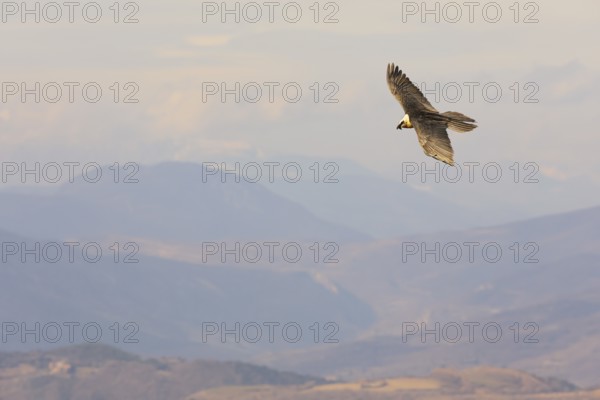 A bearded vulture soars gracefully above the stunning Pyrenees landscape. The vast mountain range provides a breathtaking backdrop, emphasizing the bird's majestic flight