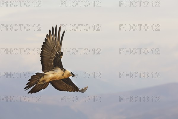 A bearded vulture gracefully soars above the Pyrenees mountains, showcasing its impressive wingspan. This magnificent bird is captured mid-flight against a soft, cloudy sky