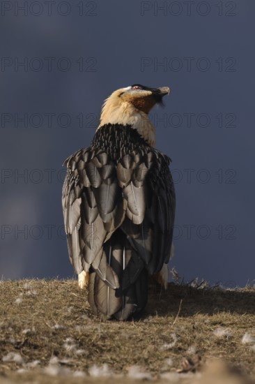 A majestic bearded vulture stands regally in the Pyrenees, showcasing its impressive plumage and commanding presence against a serene backdrop. Perfect for wildlife enthusiasts
