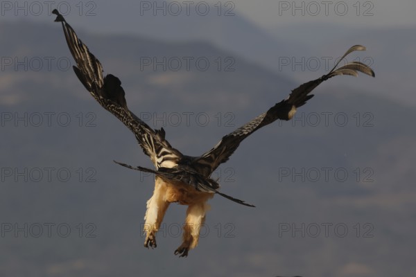A bearded vulture in flight over the Pyrenees, showcasing its magnificent wingspan against the mountainous backdrop. This majestic bird, known for its distinct plumage, glides gracefully