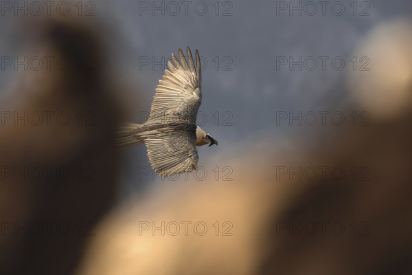 A bearded vulture gracefully soars over the Pyrenees, showcasing its impressive wingspan. The majestic bird is a symbol of wilderness and freedom in this breathtaking landscape