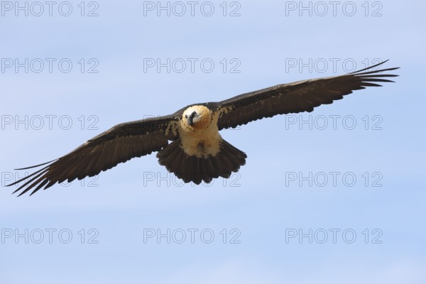 A magnificent bearded vulture soars through the clear blue skies of the Pyrenees, showcasing its distinct plumage and impressive wingspan. Perfect for wildlife and nature themes