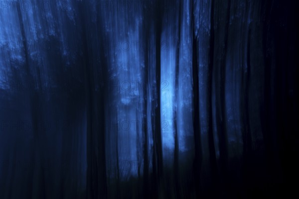 Enchanting blue tinged forest image featuring tall trees and ethereal light creating a mystical atmosphere with blurred lines and mysterious ambiance during a walk