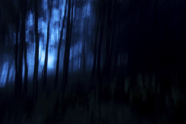 A dark forest scene captured with motion blur during a walk. The deep blue hues and blurred tree trunks create a mysterious, dreamlike atmosphere