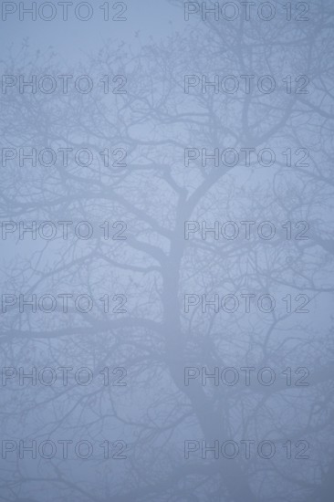A blurred view of a tree with bare branches partially hidden in dense fog of the forest. The soft silhouettes create a serene and mysterious atmosphere, emphasizing the essence of nature
